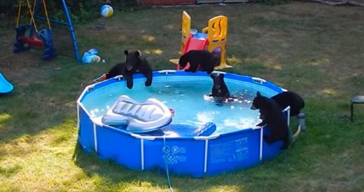 Family Of Bears Take A Dip In The Pool