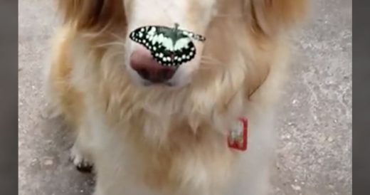 Butterfly Lands On Dog’s Nose