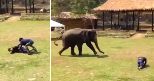 Man Attacks Caretaker, Runs For His Life When Elephant Makes A Move To Protect H...