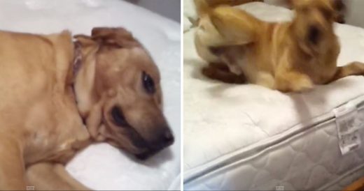 Stubborn Dog Won’t Get Off Bed Until Owner Says “Magic” Word That Sends Hi...