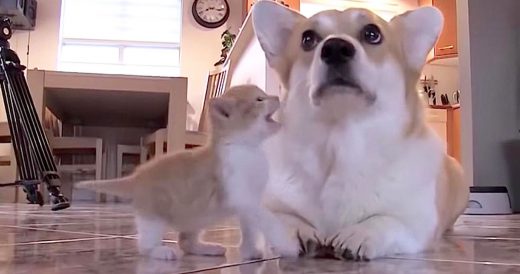 Mama Corgi Is Devastated When All 7 Puppies Die At Birth. Then She Takes In Look...