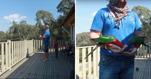 Dad Goes Outside To Whistle When Suddenly Flock Of Brightly Coloured Birds Fly I...