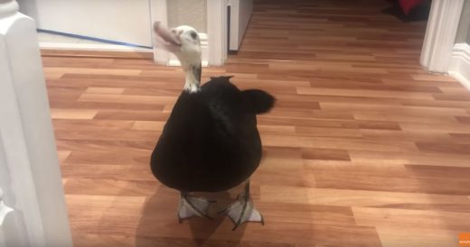 Mom’s House Duck Greets Her With One-Of-A-Kind Welcome Every Time She Comes Ho...