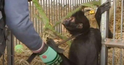 Chained Monkey Rescued After 8 Years Makes A New Friend