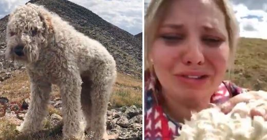 Woman Reunites With Missing Dog After 16 Days And He Doesn’t Recognize Her