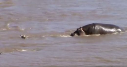 Hippo Swims Over And Rescues Baby Zebra From Drowning