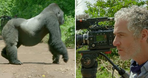 Film Crew Waits As Gorilla Stops Traffic To Help His Family Cross The Road