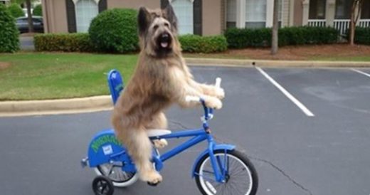 Dog Knows How To Ride A Bike