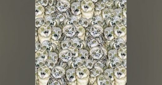 Find The Cat That Is Hiding Somewhere Among These Owls