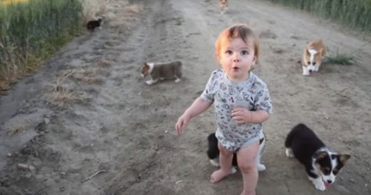 Baby Boy Shows Unmatched Excitement When He Meets Corgi Puppies