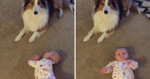 Family Dog Teaches Baby How To Roll Over