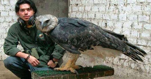 Enormous Harpy Eagle Has Powerful Claws