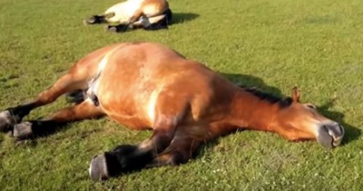 Snoring Horses Are Fast Asleep In Field