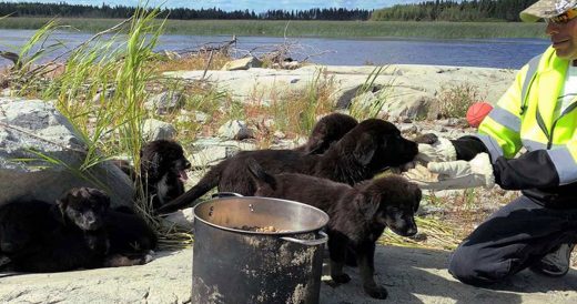 Seven Newfoundland Puppies Are Rescued From Desolate Island