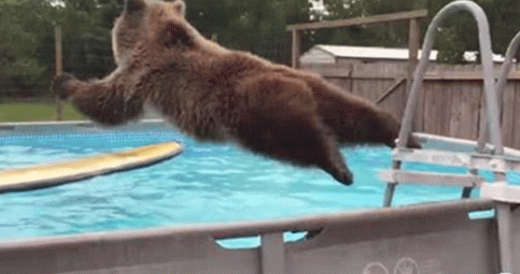 Bear Jumps Into The Pool To Go For A Swim