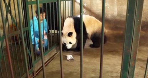 Panda Mom Has No Idea She’s Given Birth To Twins