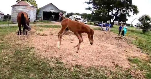 Playful Foal Leaps In The Air And Mom Is Ready To Pick Him Back Up