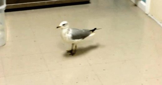 Rescue Seagull Tap Dances On Demand