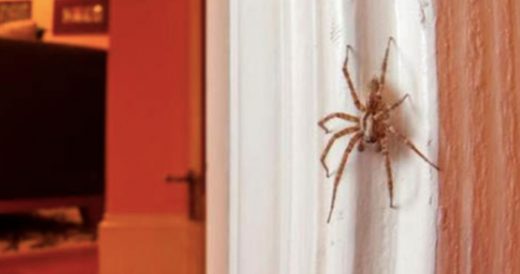 Why House Spiders Are Good To Keep Around