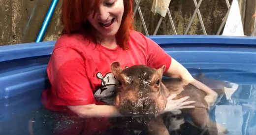 Hippo Born 2 Months Early Was Hanging By A Thread When Staff Intervened To Save ...