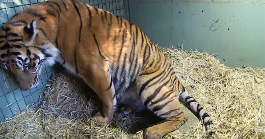 Tiger’s Motherly Instincts Kick In During Birth To Twins