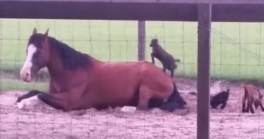 3 Baby Goats Try To Play With Resting Horse