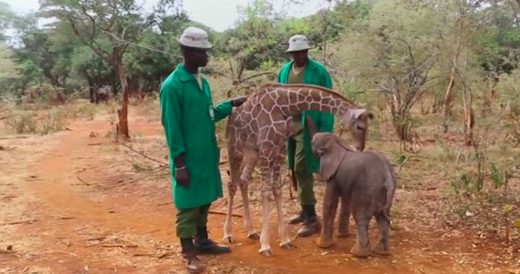 Baby Giraffe Goes To Orphanage And Makes Friends With Elephant