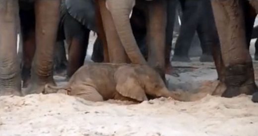 Elephants Help Newborn Stand For First Time