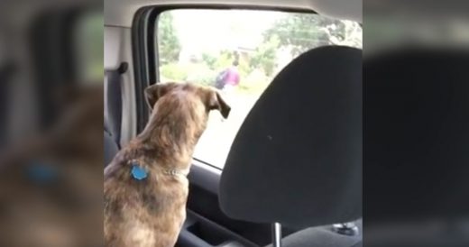 Dog Hates Watching Mom Drop Son Off At School