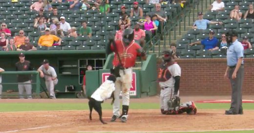 Batter Refuses To Give Bat To Dog Who Is Just Trying To Do Her Job