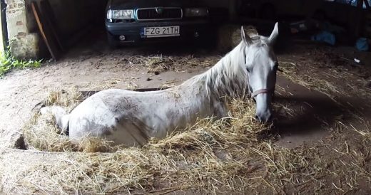 Fire Department Rescues Distressed Horse