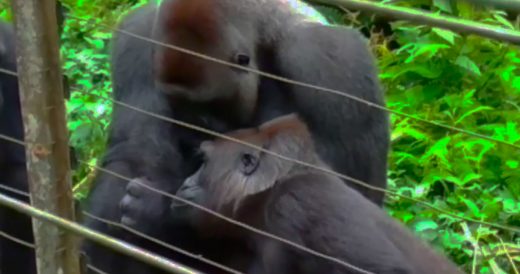 Gorilla Handles Tiny Primate, Quickly Becomes Scene Caretakers Can’t Take Thei...