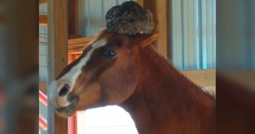 Woman Walks Inside Stable To Find Horse Wearing An Unusual Feathered Hat