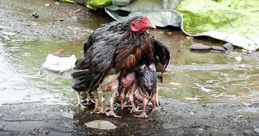 Mama Hen Suddenly Appears To Have “10 Extra Legs” When It Starts To Pour Rai...