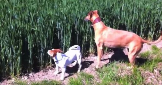 Dog Hears Whistle Coming From Field And Starts Jumping