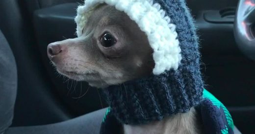 Chihuahua Wears His Winter Outfit While Waiting For Human Dad