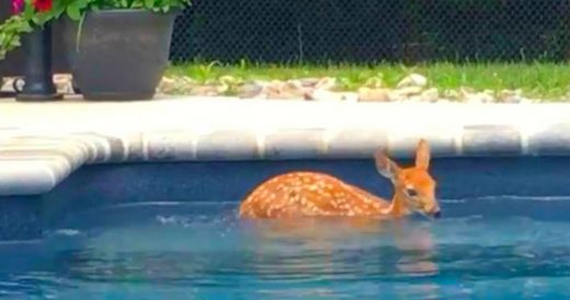 Baby Deer Swims In Family’s Pool And Thinks It’s Hers