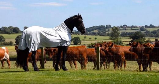 Horse Spots Cows At Fence And Goes Over To Say Hi