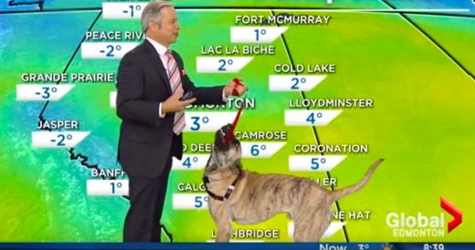 Dog Gets Adopted After Stint During Weather Forecast