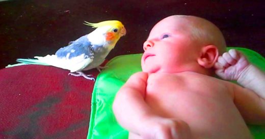 Musical Cockatiel Serenades Baby