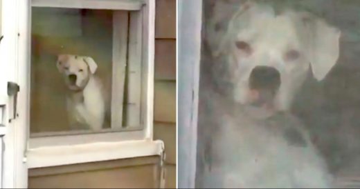 Dog Likes To Keep Watchful Eye On Owner