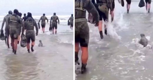 Excited Baby Seal Makes Appearance During Navy Training And Instantly Becomes In...