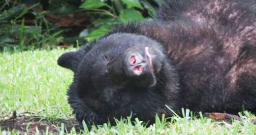 Giant Bear Naps On Woman’s Lawn After Chowing Down A 20-lb Bag Of Dog Food