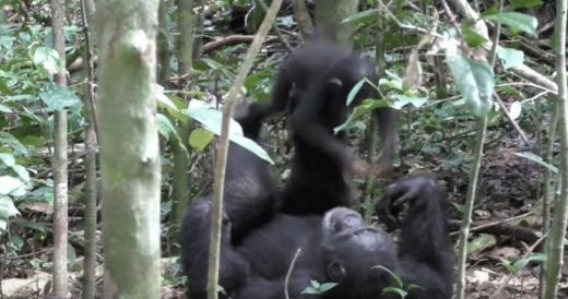 Baby Chimpanzee Plays “Airplane” Game With Parent