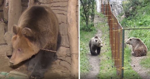 Isolated Bear Makes A Friend