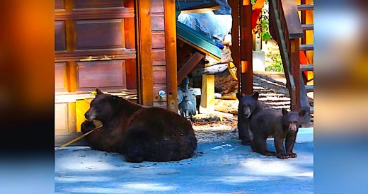 Bears Try To Break Into The House And Stop When Young Boy Plays Violin