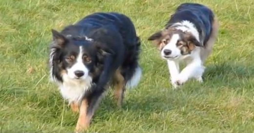 Border Collies Don’t Have Sheep To Herd So They Invent Their Own Game