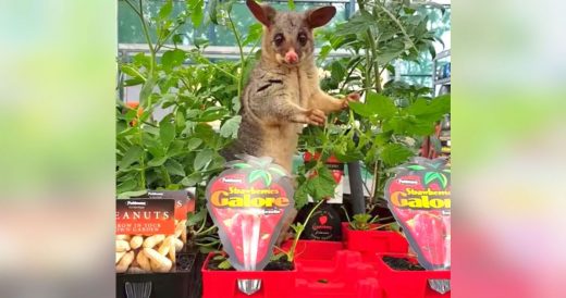 Brushtail Possum Tries To Sneak Off With Snack