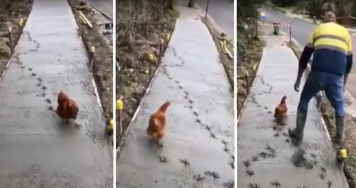 Workers Finish Pouring Concrete Sidewalk And Uninvited Chicken Walks Right Throu...