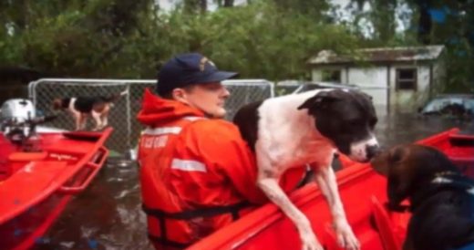 14 Dogs Nearly Drown During Hurricane Florence Until Coast Guards Make Heroic Re...